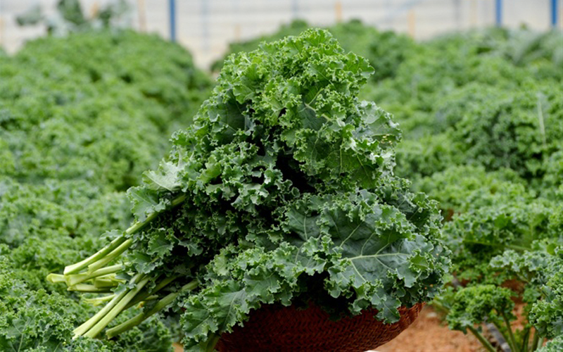 Cải Kale đang đem đến thu nhập tiền tỉ cho nông dân